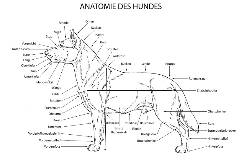 Hundeschema