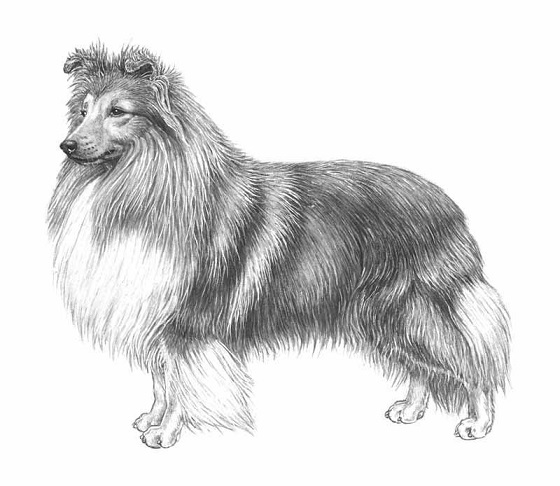 Sheltie